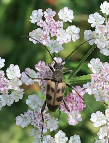 Pachytodes cerambyciformis